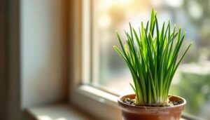 Szczypiorek z parapetu w marcu: ogrodniczka podpowiada, jak go wyhodować w 7 dni